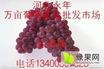 永年葡萄假一赔十豆下张延峰诚信合作