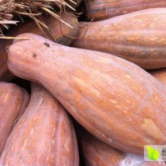 嘉鱼南瓜著名品种,潘家蔡高诚信合作