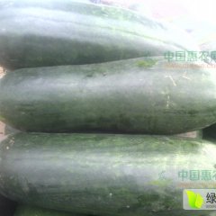 2015嘉鱼冬瓜值得出手