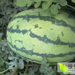 甘肃省庆阳市宁县硒砂瓜