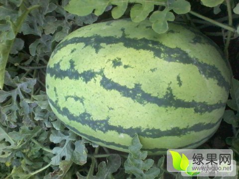 硒砂瓜价格