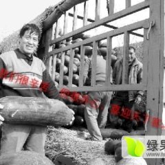沁阳崇义翟先生8月黑优大冬瓜