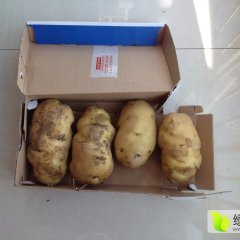 围场新地王军生8月荷兰十五土豆