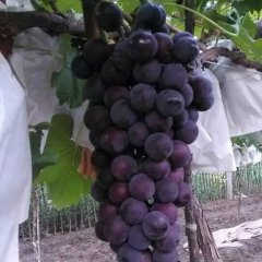 陕西西安户太8号葡萄是名优特产