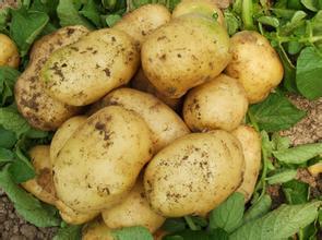 公主岭怀德镇土豆快来选购