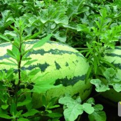 甘肃宁县西农8号、金花1号、陇抗9号西瓜随行就