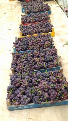 平邑葡萄名优产品,保太魏开刚诚信合作