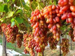 城阳惜福宫小姐8月巨峰葡萄