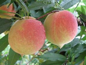 高密蜜桃何去何从,大栏孙先生诚信合作