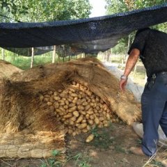 收购 代收锦州凌海土豆