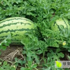 西农八号大量上市，占军合作社诚信合作