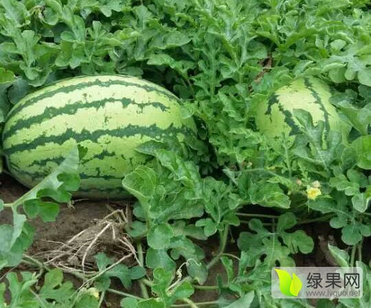 西农八号价格