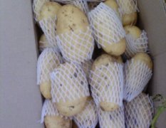 山东平阴荷兰十五土豆大量上市