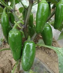 凌海辣椒逐渐升温,右卫王恒诚信合作