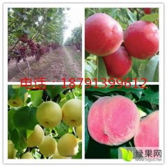 2015大荔葡萄产地批发价格