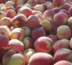 陕西毛桃产地价格200-1毛桃价格