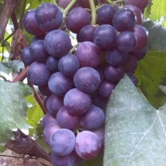 曲阜石门宋爱仲8月京亚葡萄