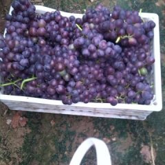 曲阜葡萄随行就市,石门宋爱仲诚信合作