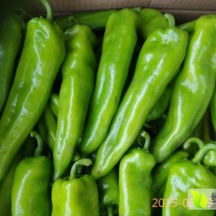 陕西定边辣椒大量上市