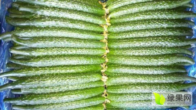 2014年山东莘县德瑞特721黄瓜价格