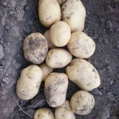 公主岭双龙7月延薯四号土豆