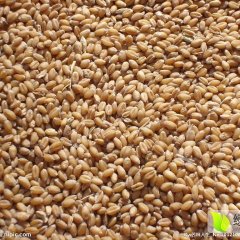 伊川小麦聚焦市场,平等刘玉乐诚信合作