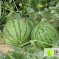 太康大量龙卷风价格适宜