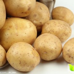 内蒙古乌兰察布集宁荷兰十15 克新 夏波蒂 大白