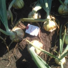 黑龙江宁安黄皮洋葱欢迎合作