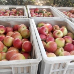 山西临猗嘎啦苹果名优产品