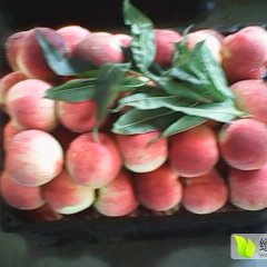 遵化蜜桃名扬天下,河北金奎诚信合作