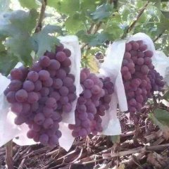 陕西大荔县红提葡萄基地