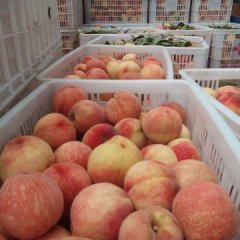 陕西大荔 阿布白桃蜜桃产地