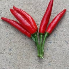 丰县辣椒色泽鲜艳，营养丰富