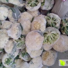 沛县菜花产销两旺徐州张先生诚信合作