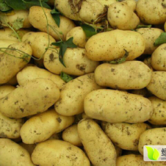 辽宁昌图荷兰七号土豆随行就市