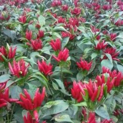 2015寿县辣椒收购工作全面开展