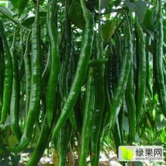 专业代办河南线椒、羊角椒、尖椒、三鹰椒、大