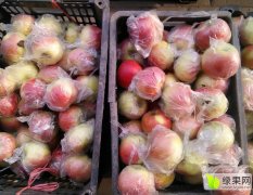 砀山县万亩苹果基地大量供货中