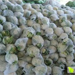 昌黎新集菜花各种品种价格适宜