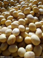 诚信大量求购小麦玉米高粱大豆麸皮棉粕等饲