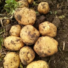 公主岭延薯四号代办人张加斌