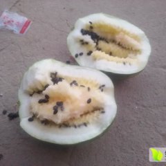 白银区西瓜聚焦市场,会宁小汪诚信合作