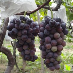 民权王桥户太8号葡萄营养丰富