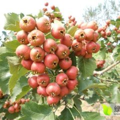 2015绛县大五棱山楂大量上市