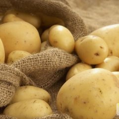 敖汉旗土豆长势旺盛,羊场李春富诚信合作