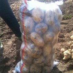 宁安兰岗芦焕君9月尤金885土豆