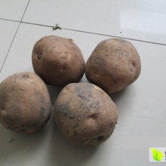 扶余土豆名扬天下,半号张国力诚信合作