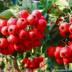 山西垣曲大金星山楂绿色无公害