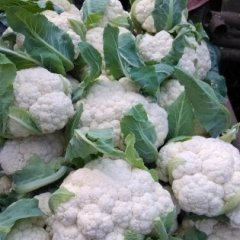 山东昌邑雪宝菜花著名品牌